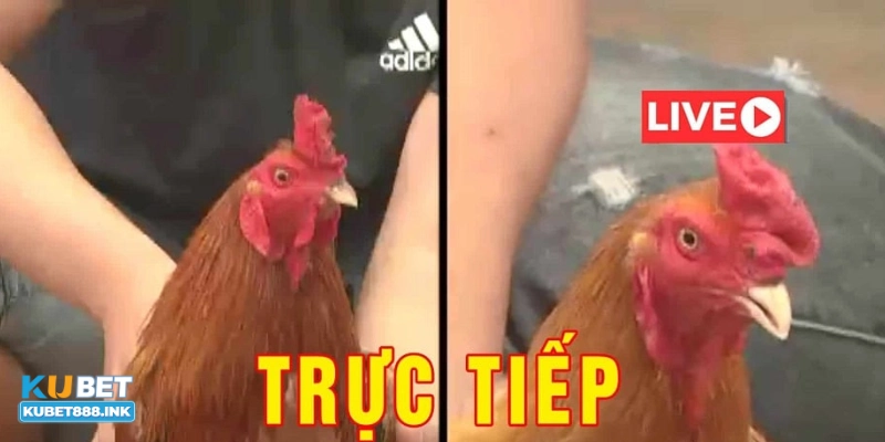 Đặt cược có trách nhiệm và không vượt quá tài chính
