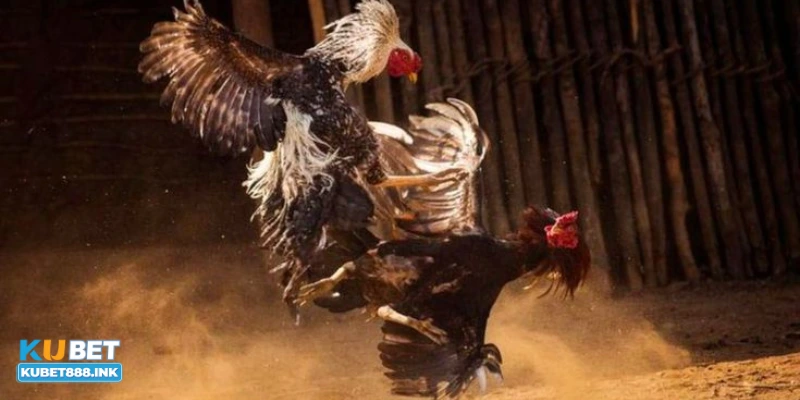 Đặt cược có trách nhiệm và không vượt quá tài chính