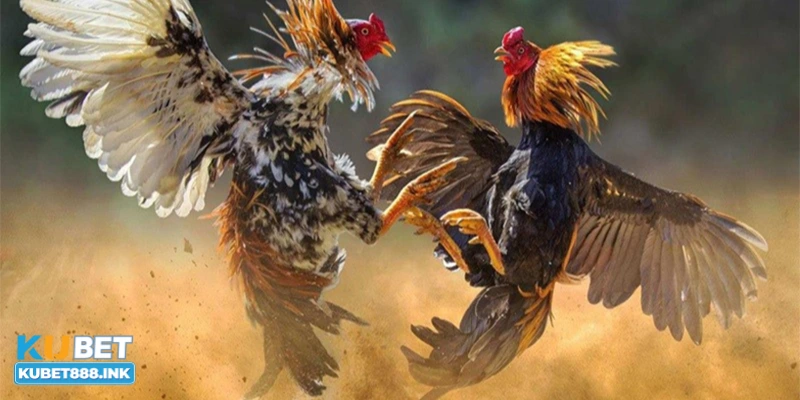 Hiểu rõ gà chiến và đặc điểm của chúng