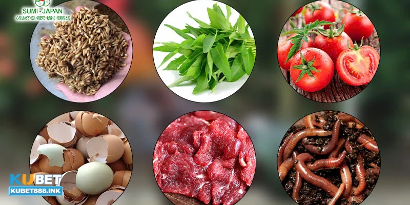 Không cho gà ăn quá nhiều thức ăn chứa tinh bột