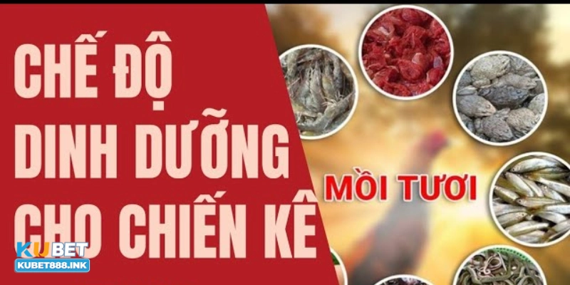 Lịch ăn sáng – Đảm bảo năng lượng cho gà bắt đầu ngày mới