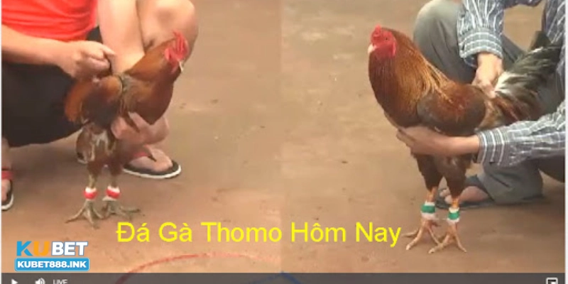 Lựa chọn nhà cái uy tín và đăng ký tài khoản đá gà