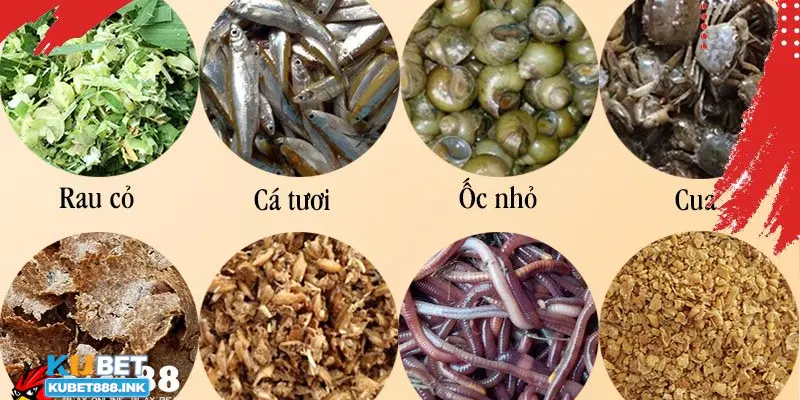 Tác động dinh dưỡng đến phát triển và khả năng chiến đấu