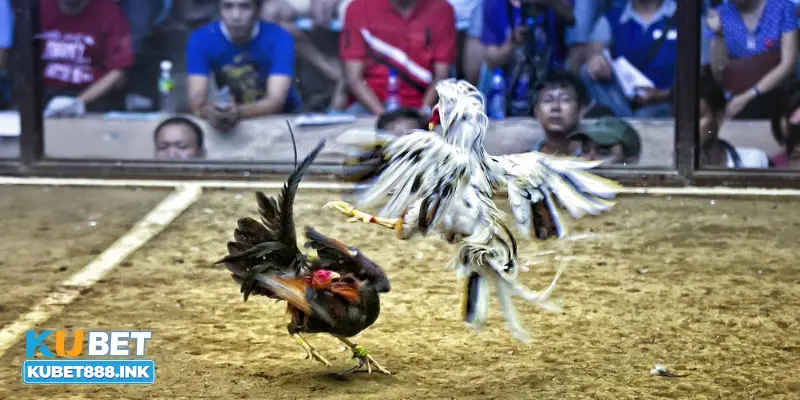 Đánh giá kỹ năng gà chiến