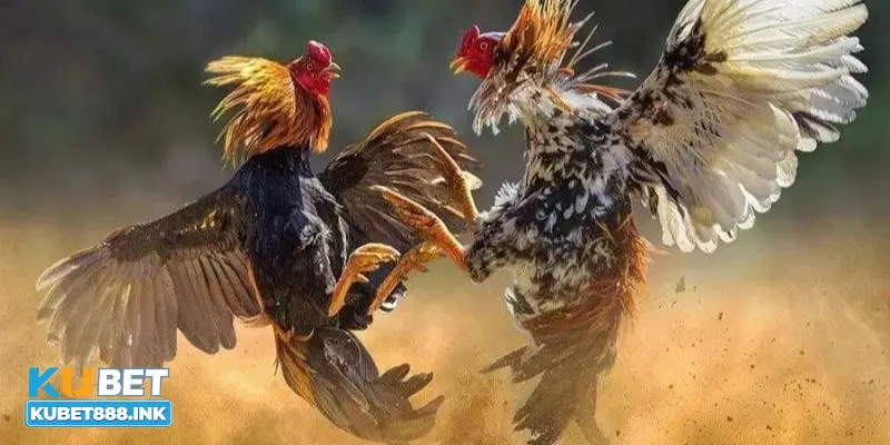 Giới thiệu chi tiết về đá gà cựa dao là gì?
