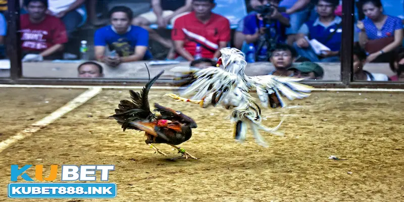 Hướng dẫn chơi đá gà Kubet cho người mới tham gia