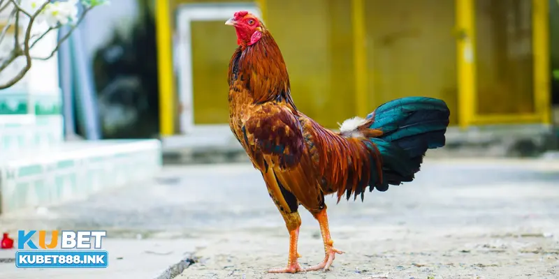 Hướng dẫn cược thủ cách chơi đá gà đòn trực tiếp