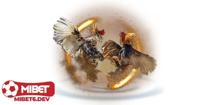 Giới thiệu về loại cá cược đá gà trực tiếp