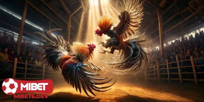Khám phá các loại kèo cược phổ biến trong đá gà