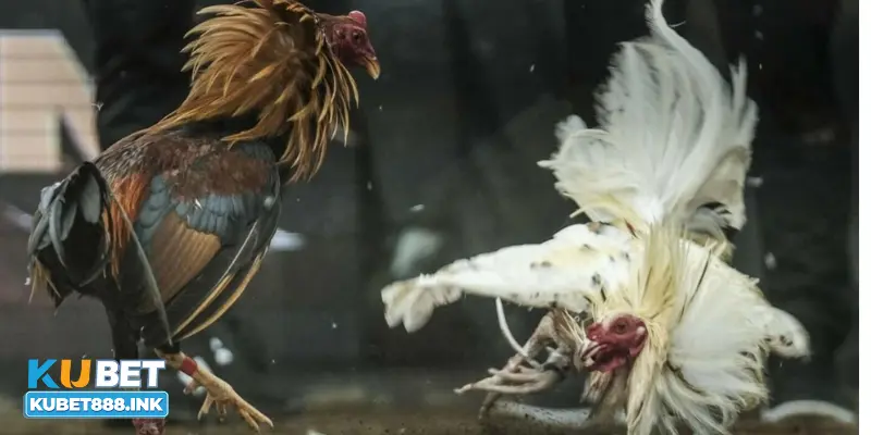 Lựa chọn cổng game uy tín