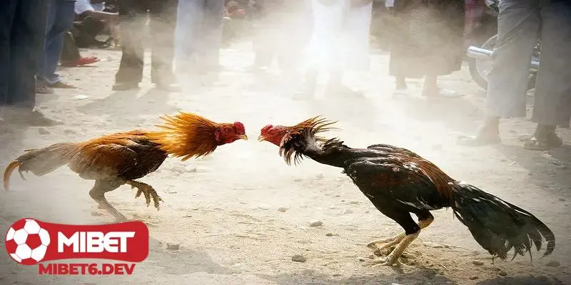 Sự phát triển và truyền thống đá gà tại Campuchia qua các thời kỳ