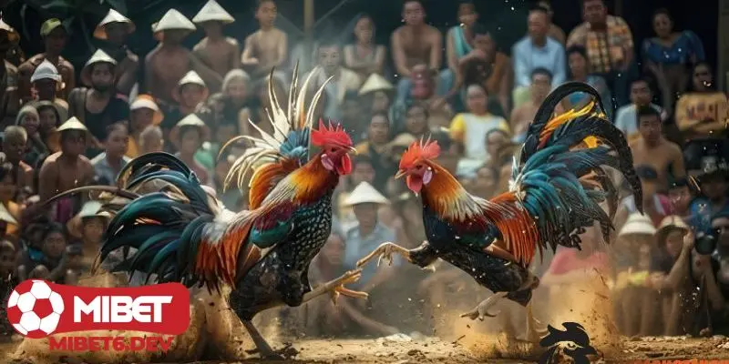 Khám phá những tiện ích và đặc điểm của trang đá gà