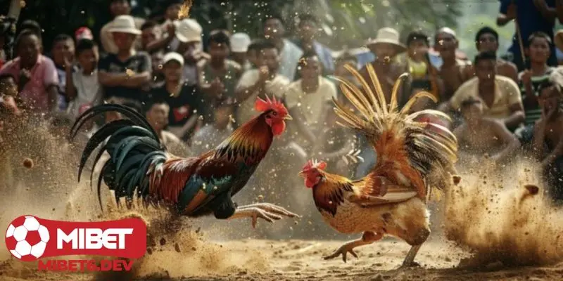 Mở khóa trải nghiệm đá gà tre trực tiếp tại nhà cái
